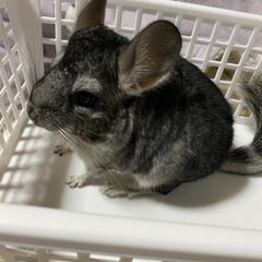 チンチラ販売 / スタンダードグレー　男の子 - ペット