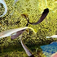 メダカ成魚 30匹【お取引中】