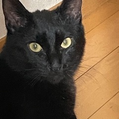 甘えん坊黒猫オス一歳(決定)