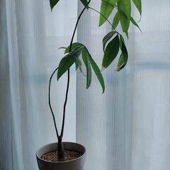 観葉植物パキラ無料で差し上げます。の画像