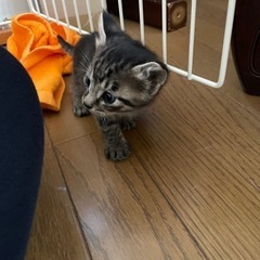【急募】目が開いた生後間もない子猫たち
