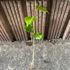 エゴノキの苗20本の画像