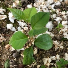 エゴノキの苗20本の画像