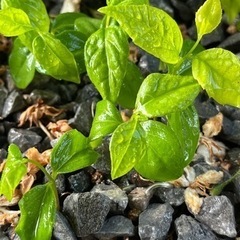 エゴノキの苗20本