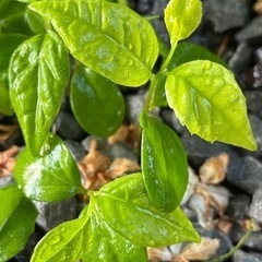 エゴノキの苗20本の画像