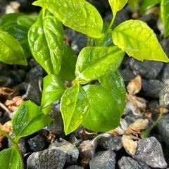 エゴノキの苗20本の画像