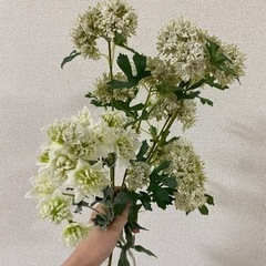 造花の画像
