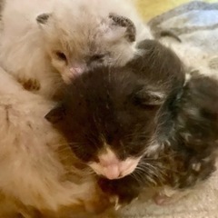 畑に捨てられていた猫たちです。