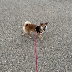 2歳柴犬女の子