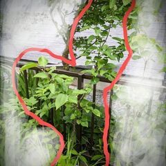 梨の木 (実生)