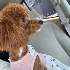 お譲り致します − 東京都