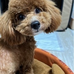 お譲り致します - 里親募集