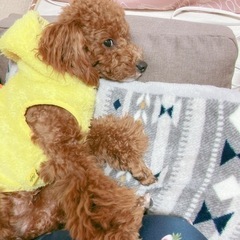 お譲り致します - 犬