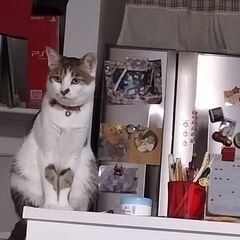 【無事に保護しました】迷子猫　探してください