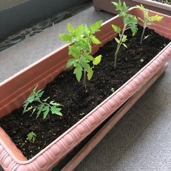 ［終了］家庭菜園栽培セット②  トマト🍅　大葉🌱　10株以上