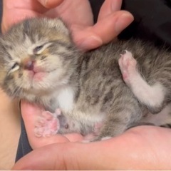 【里親様決まりました】生後10日程の子猫
