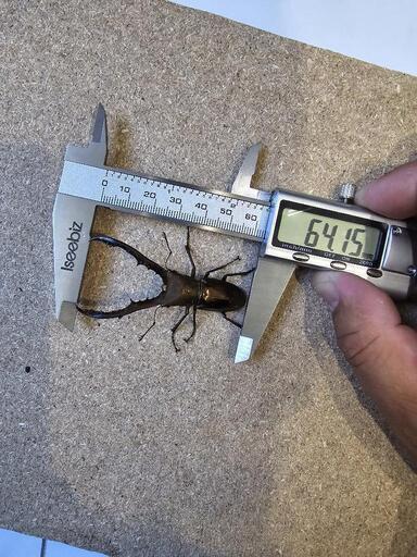 64mmメタリフェルホソアカクワガタペア