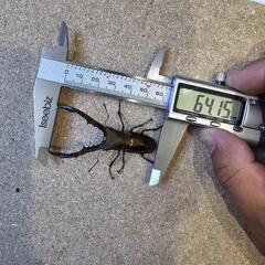 64mmメタリフェルホソアカクワガタペア