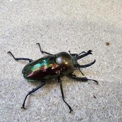 ニジイロクワガタ52mmオス単