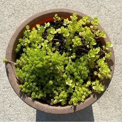 多肉植物①②寄せ植え
