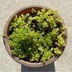 ランキングキーワードに紐づく投稿画像-多肉植物