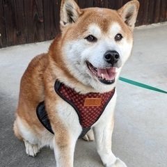 柴犬りょうくん13才⭐︎血統書付きです⭐︎