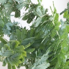 ミモザの枝の画像