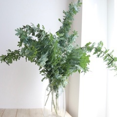 ミモザの枝の画像