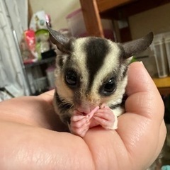 フクロモモンガ ベビー ノーマル リューシ