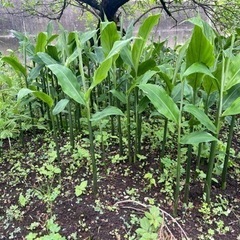 無農薬　みょうが苗　地中茎入り　10本