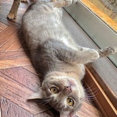 里親募集中