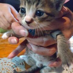 可愛い子猫ちゃんの里親募集です。知人の代理投稿になります。