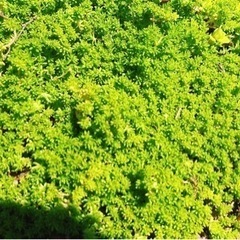 多肉植物①②寄せ植えの画像