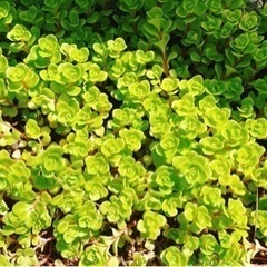 多肉植物①②寄せ植えの画像