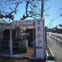 ボトル入りのメダカ5匹100円の画像