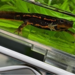 アマミシリケンイモリ2023CBの画像