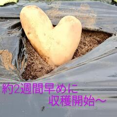 プロが作る皮ごと美味しいじゃがいも！！