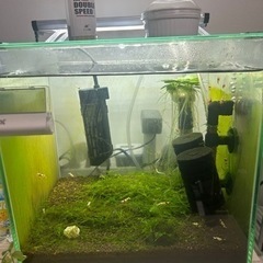 レッドビーシュリンプと水槽等セット