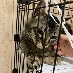 [決定]生後半年くらい、猫大好き雉トラ♂まる