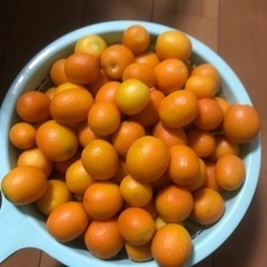 きんかん　　無農薬　　
