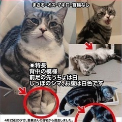 迷子猫