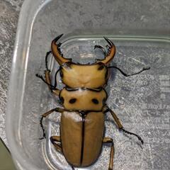 メリーメンガタクワガタ　♂1♀1