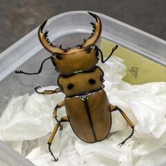 メリーメンガタクワガタ　♂1♀1②