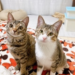 トライアル決まりました！約一歳の保護猫メス2匹　2匹で迎えてくだ...