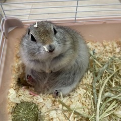 リチャードソンジリス