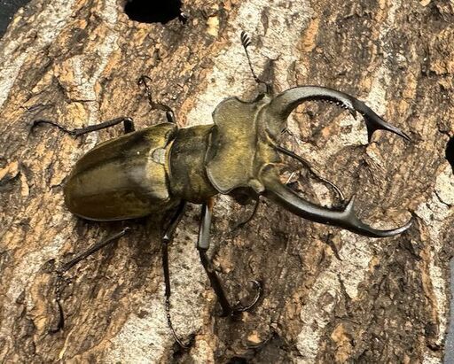 【WD】《ノビリスミヤマ 60mm ペア》