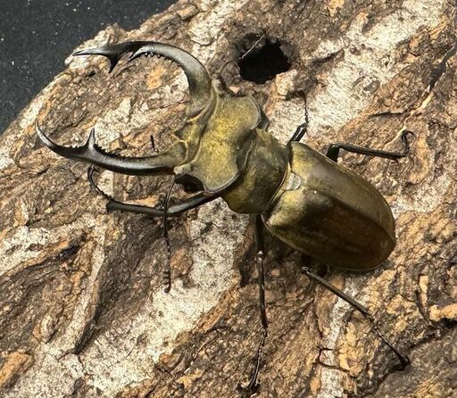 【WD】《ノビリスミヤマ 60mm ペア》