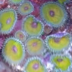 海水水槽　サンゴ　マメスナ交換希望です　ナックラー1フラグ