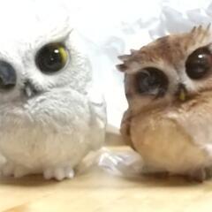 フクロウ  置き物  白と茶色のセット   要在庫確認
