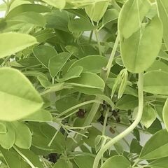 白あけび苗木です(黄色い皮のあけびです)